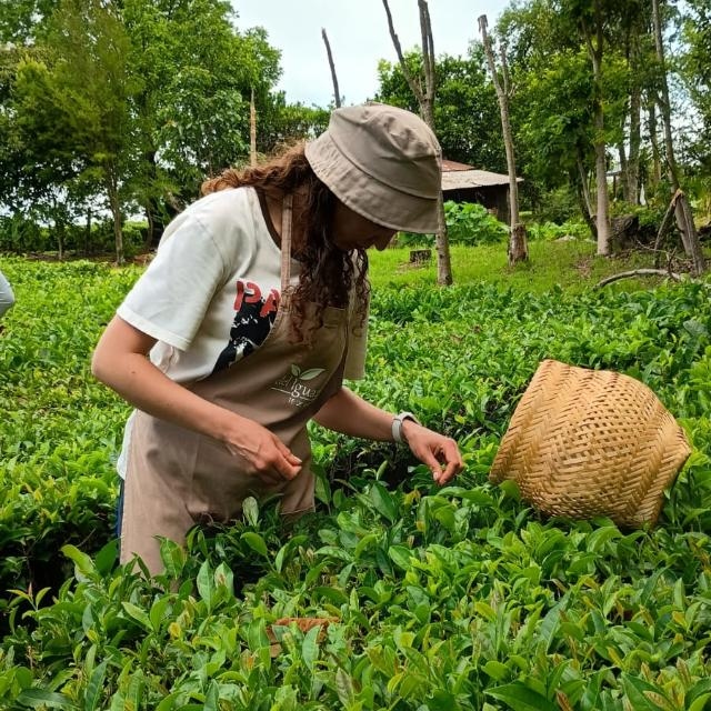 Patricia Fernández Steinbach en plena cosecha en la plantación de té